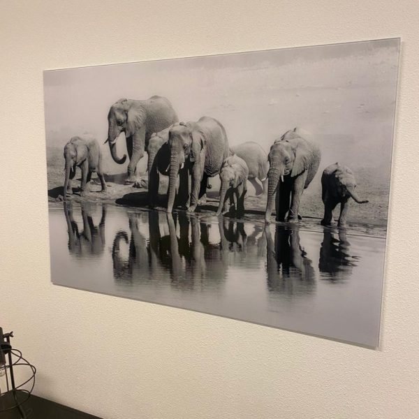 Glas schilderij olifanten xl zwart wit