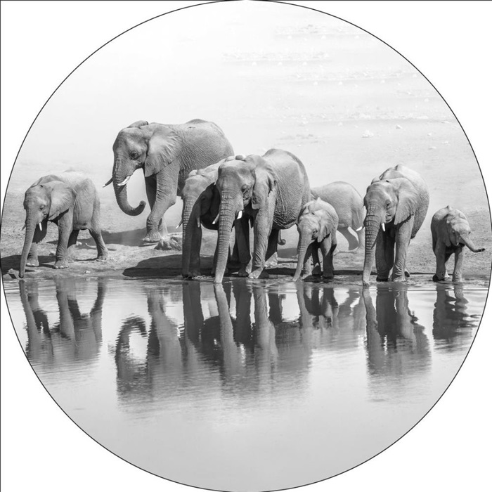 Nebu agentschap Celsius Kudde olifanten glas schilderij zwart wit rond 80cm - Decoratie & More
