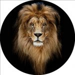 glas-schilderij-rond-leeuw